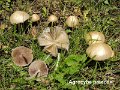 Agrocybe praecox-amf188